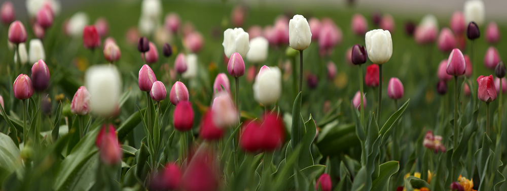 Tulips at the Orange County Arboretum. ERIK GLIEDMAN/Times Herald-Record