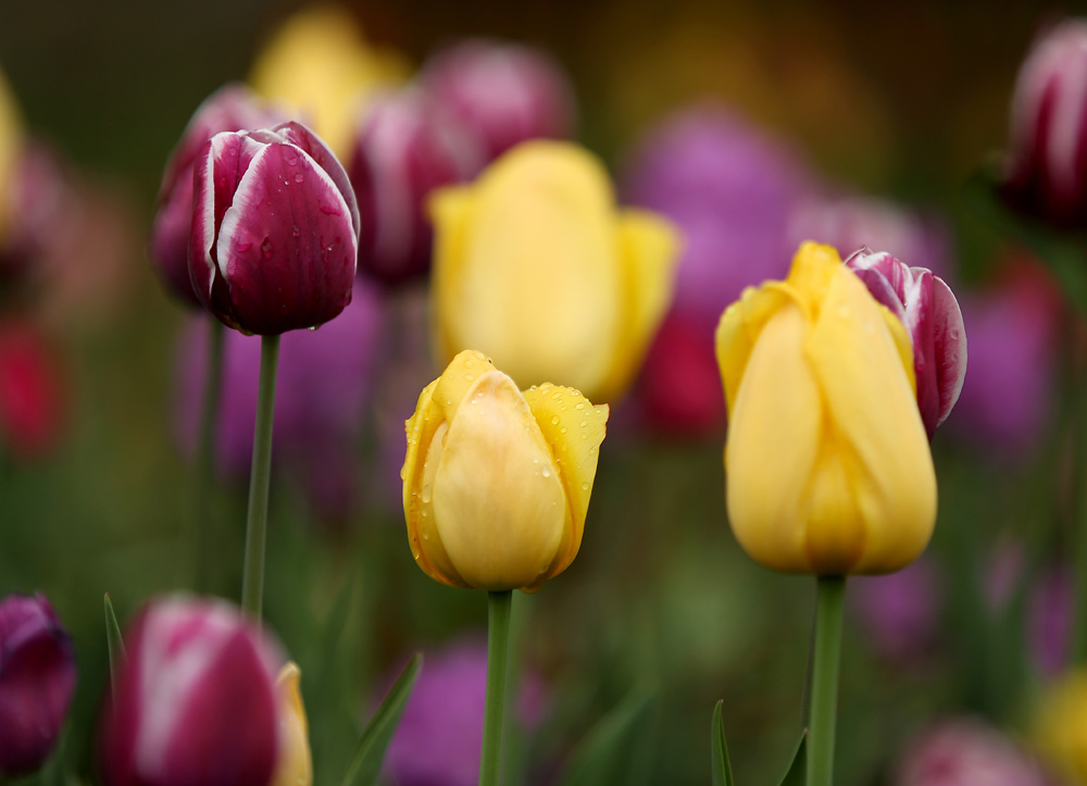 Tulips at the Orange County Arboretum. ERIK GLIEDMAN/Times Herald-Record